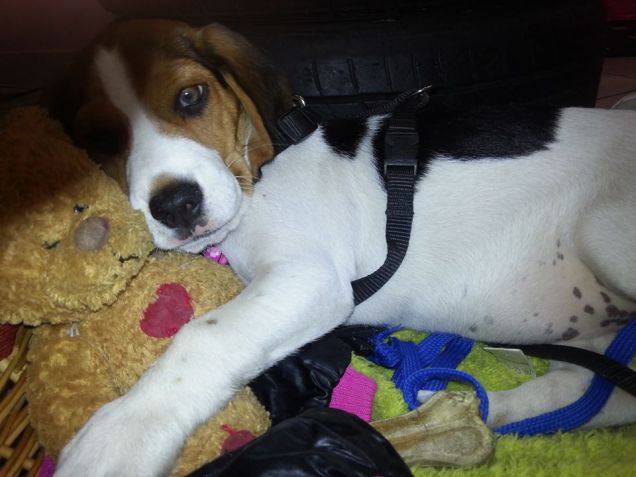 maggie e i suo peluche