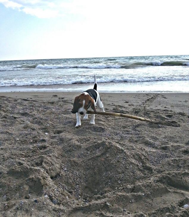 il bastone è più grande di me!!!