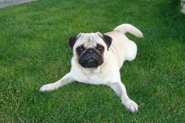 Non mi prendi sono una scheggia !