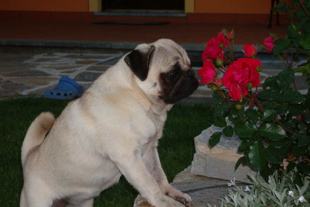 Come profuma ! cos'è? 