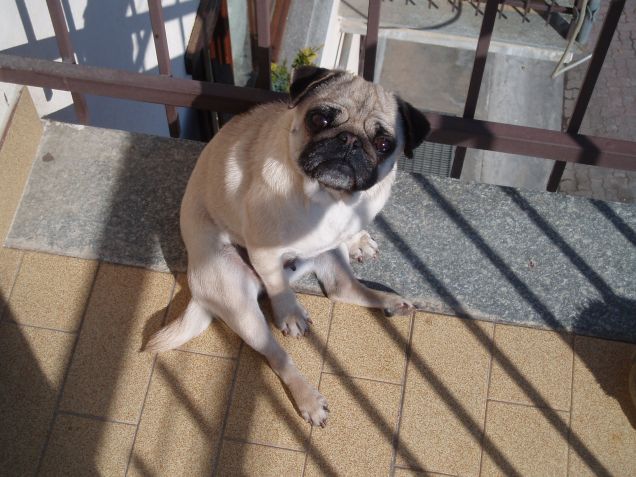 Beh ? che hai da guardare ? 