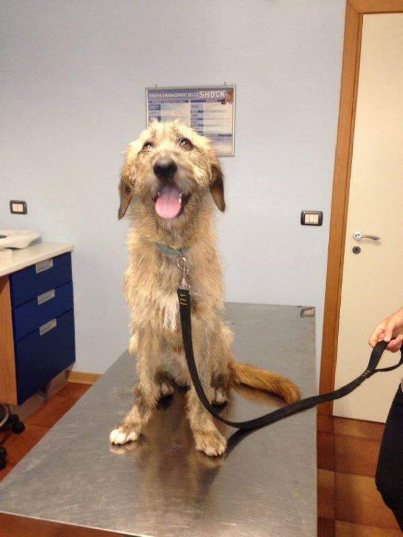 Ciao sono Tony! ...Chi mi adotta?