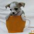 Vendita Cuccioli di Chihuahua