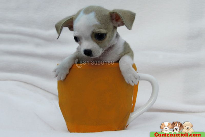 Vendita Cuccioli di Chihuahua