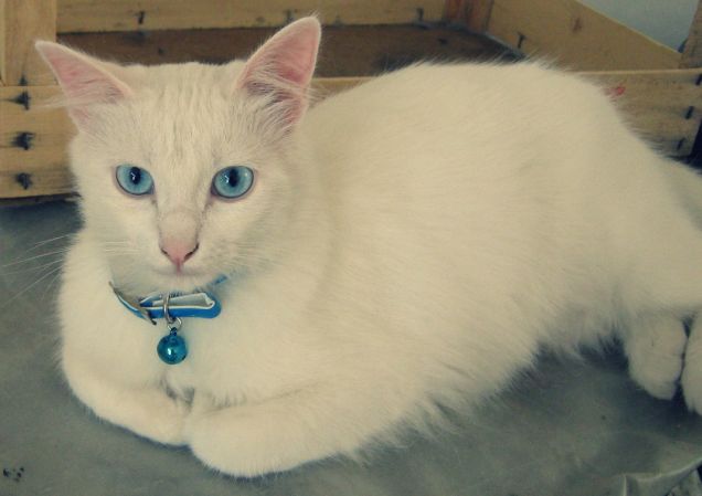 il signorino Spread :)