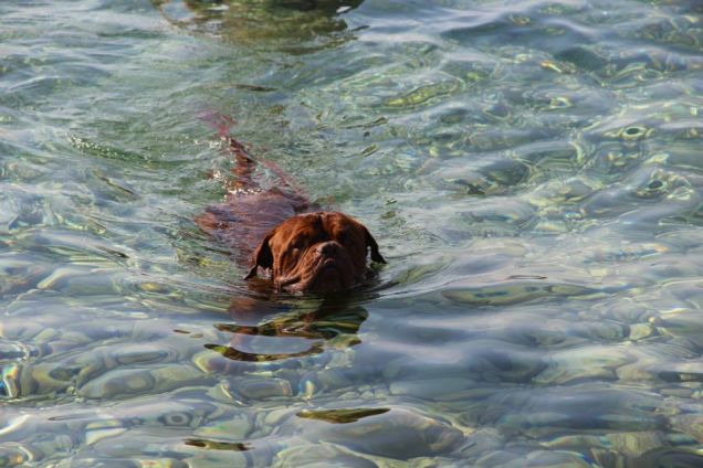 ...fa troppo caldooo!