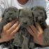 Cuccioli Cane Corso