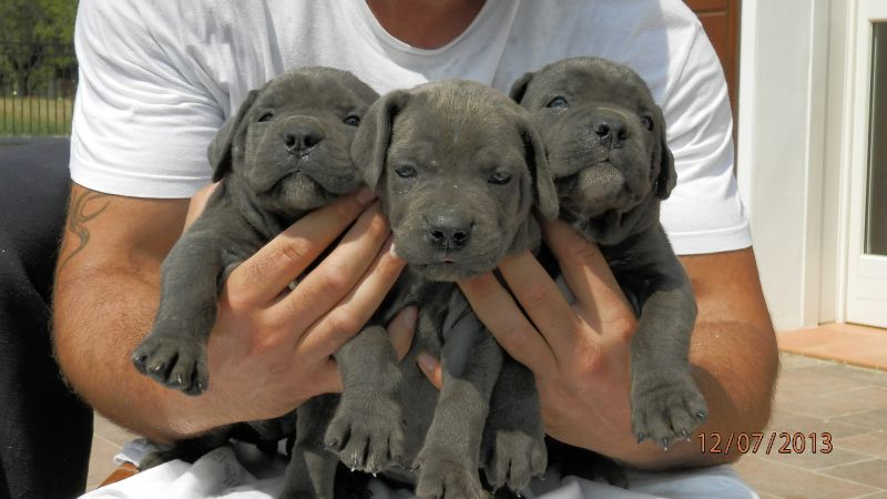 Cuccioli Cane Corso