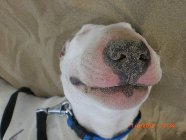 Un nasone in spiaggia