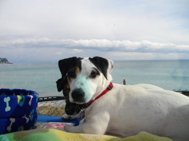 Questa è la bambina di pepita