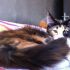 Ultime due cucciole di Maine Coon - Pedigree ANFI