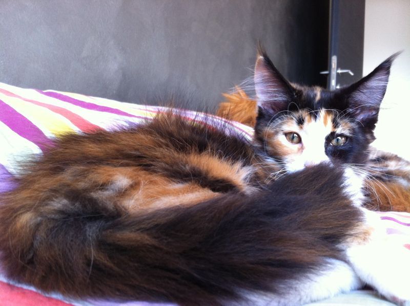 Ultime due cucciole di Maine Coon - Pedigree ANFI