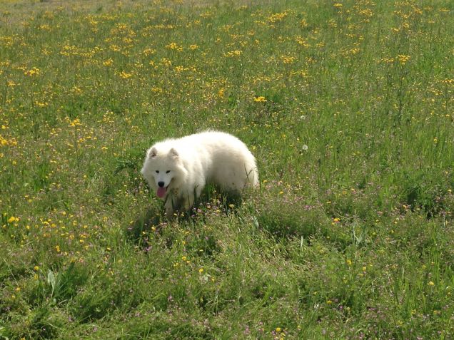 Andiam per prati e boschi!