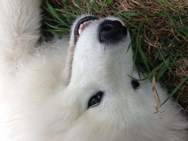 In cerca di coccole...