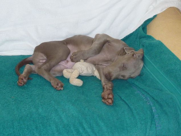 Nanna post scorpacciata di biscotti
