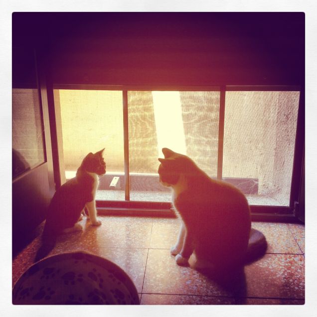 incontro ravvicinato