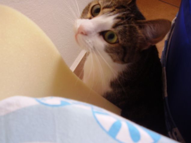 La piccola Stellina che fà la curiosa