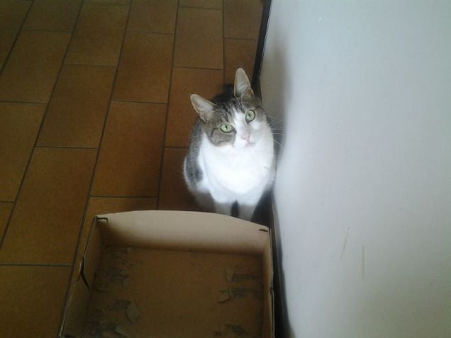 Stellina che guarda stranamente la telecamera