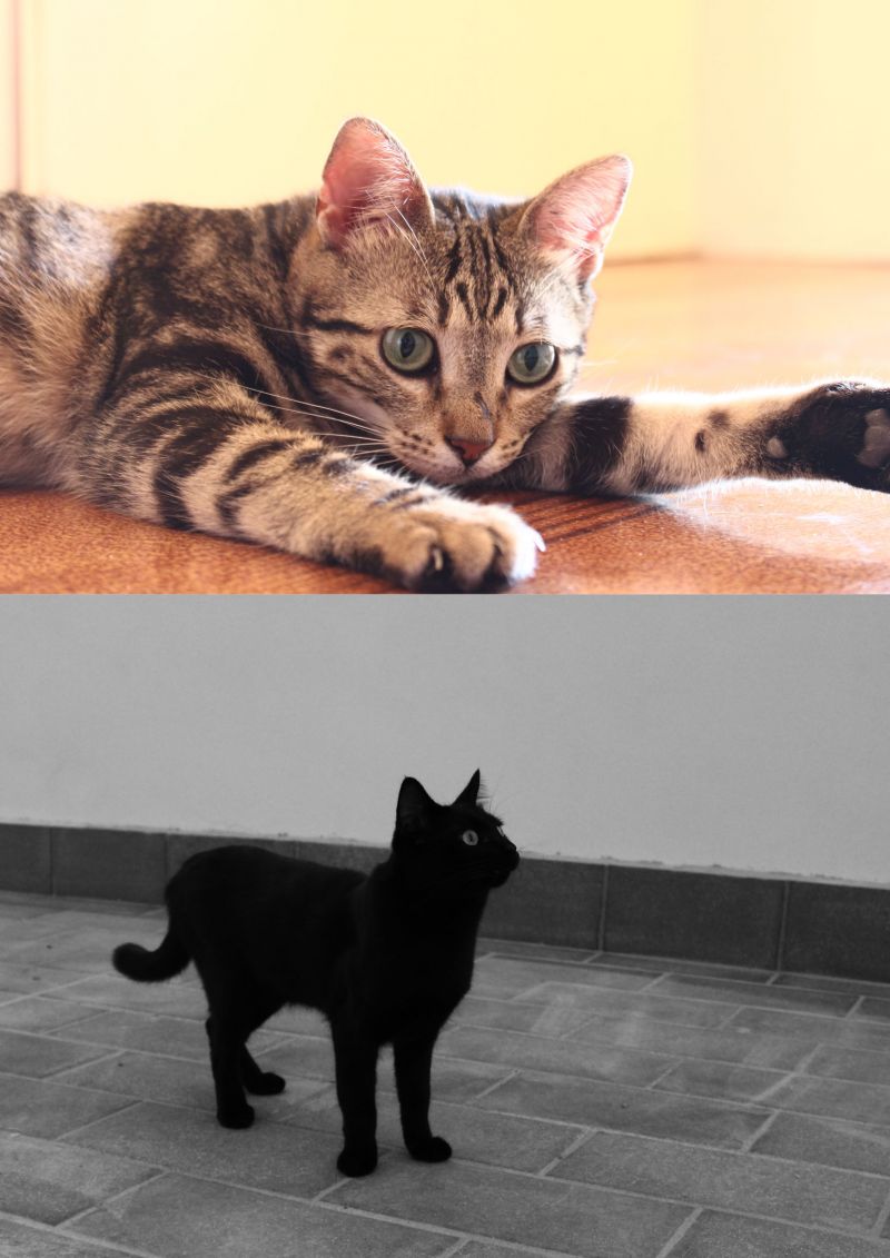 gattini cercano casa