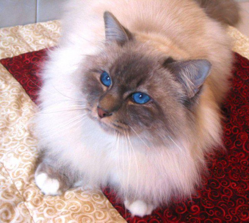 disponibili cuccioli sacro di birmania da agosto 2013