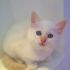 Disponibili cuccioli gattosacrodibirmania da subito