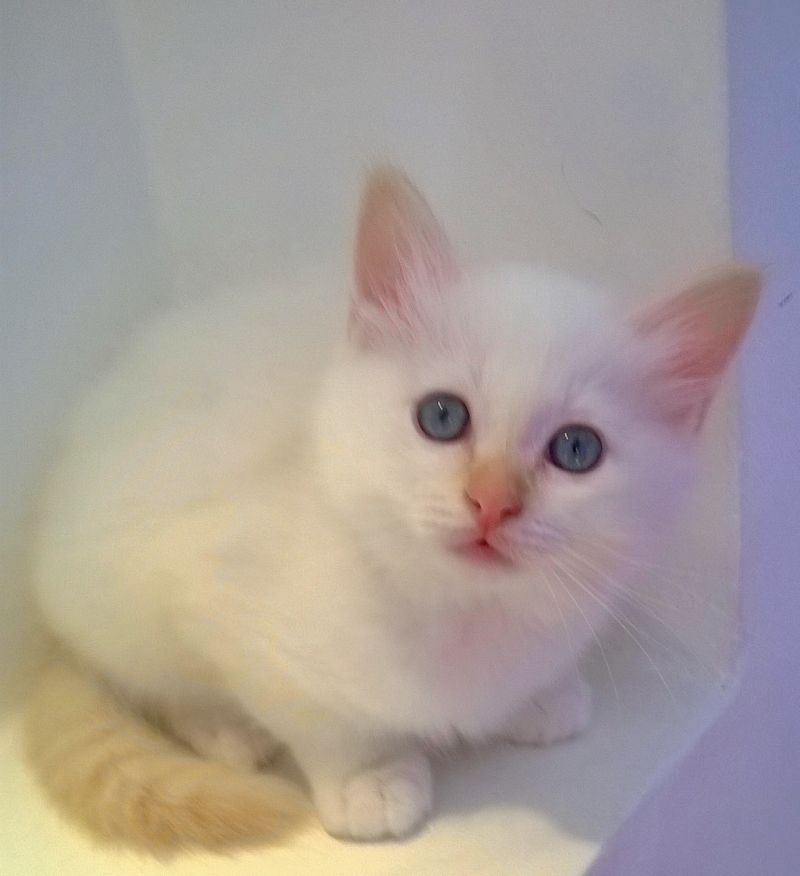Disponibili cuccioli gattosacrodibirmania da subito