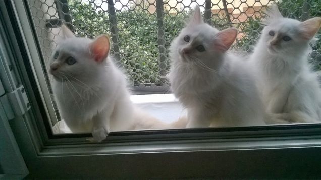 Cuccioli Gattosacrodibirmania.it