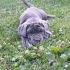 Mastino napoletano cuccioli disponibili