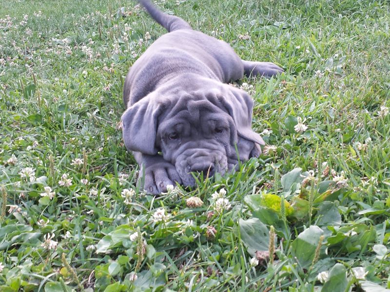 Mastino napoletano cuccioli disponibili