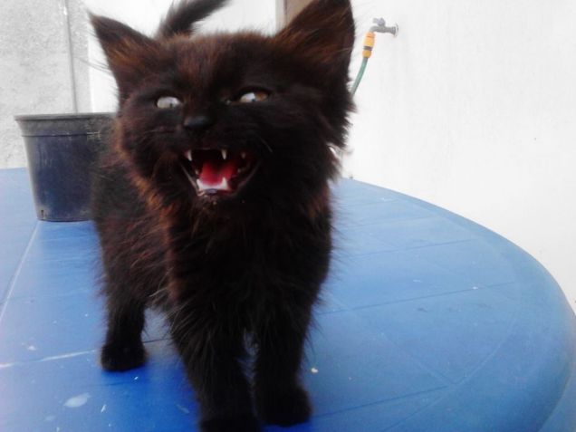 Milù e il suo malefico ruggito !