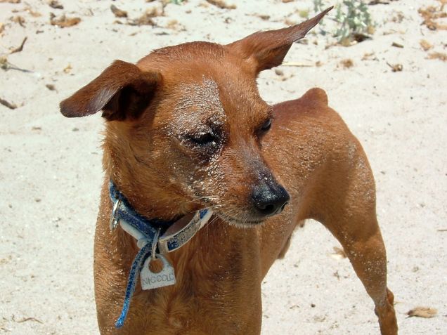 Niki, la maschera di sabbia.