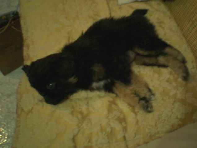 Riposiamo un po' le zampine!