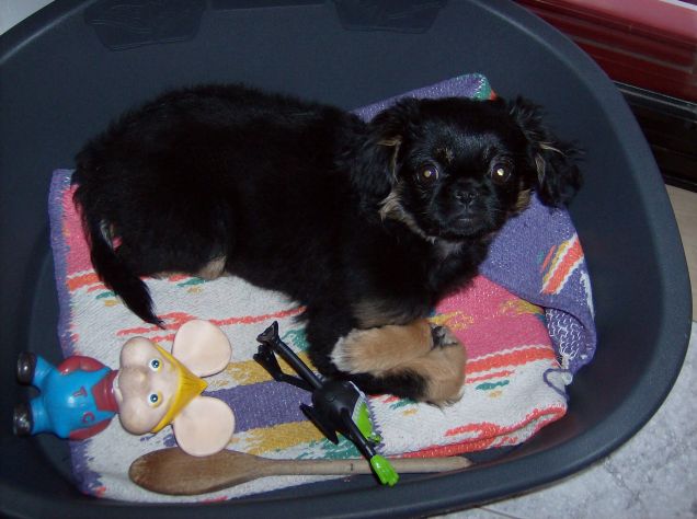 Incrociamo le zampe!