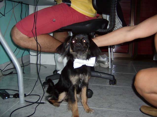 Sono abbastanza elegante così? 