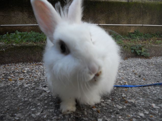 Mi pulisco la zampina!