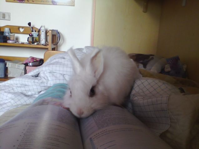 Non studiare... gioca con me!!