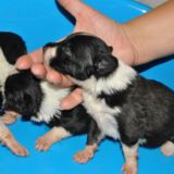ALLEVAMENTO BORDER COLLIE SUNRISE