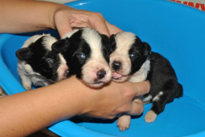 cuccioli di border collie con pedigree