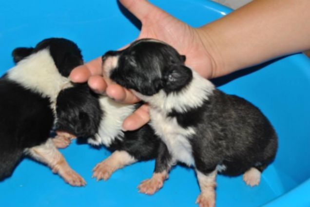 CUCCIOLI LUNA (MAYLAXMIRK AT CAMBIANO )X GUNNER DEI FIESCHI