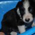 cuccioli di border collie