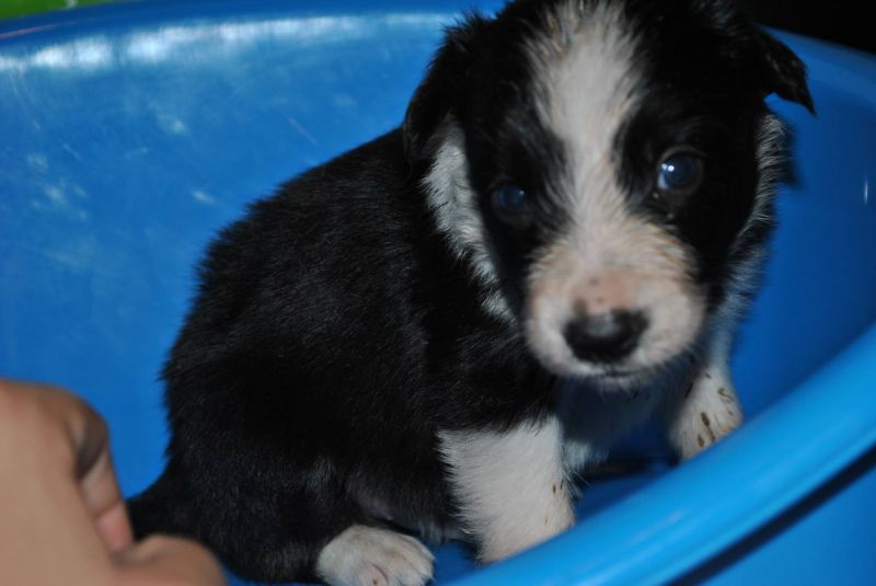 cuccioli di border collie