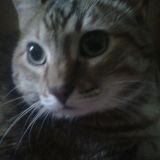 roberta