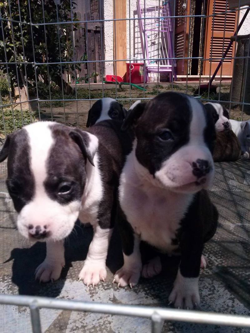 cucciole disponibili offerta super