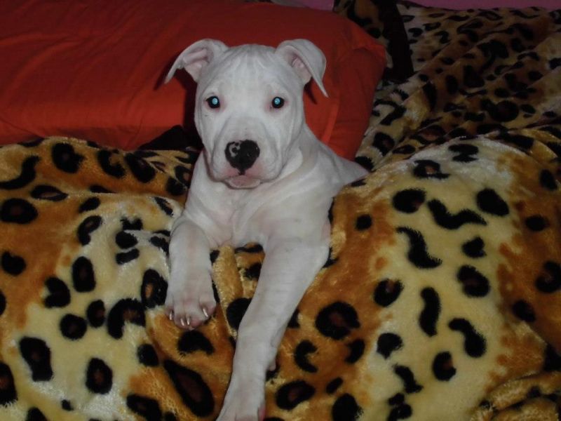 chanel cucciola di 9 mesi euro 350