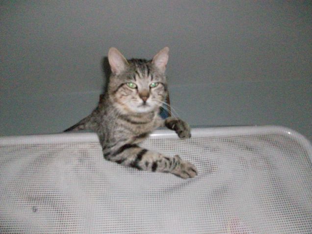 MACCHIA sulla SPONDA