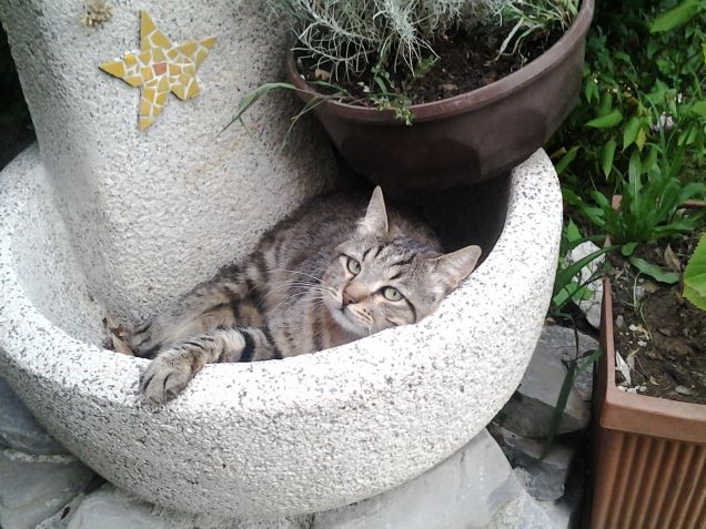 MACCHIA dentro la FONTANA