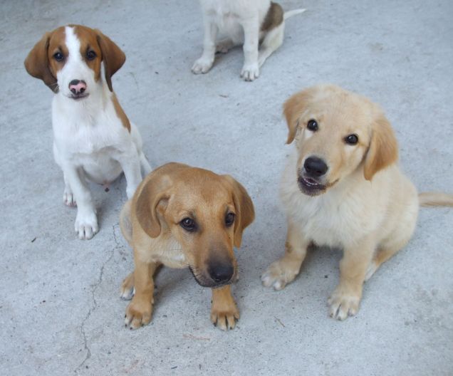 CREMA e il fratellino GIACO e la sorellina ILE