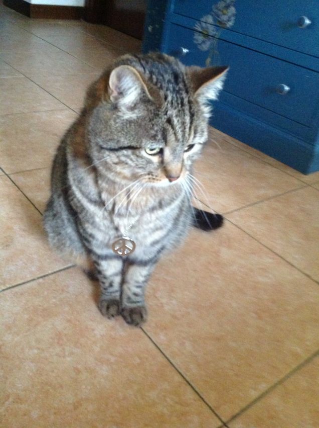 MACCHIA versione HIPPY