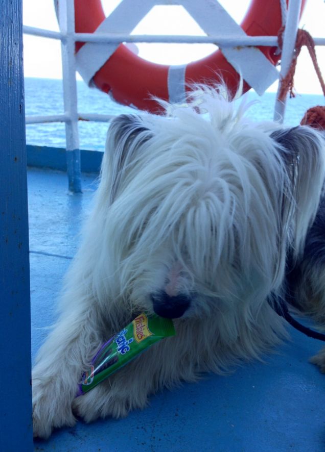 grazie friskies.......