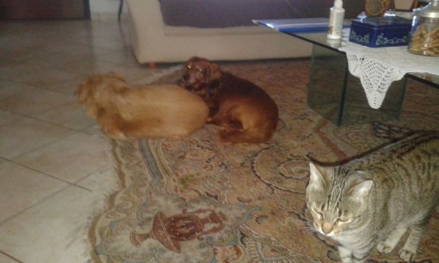 Ronnie+ Satya e Chamana